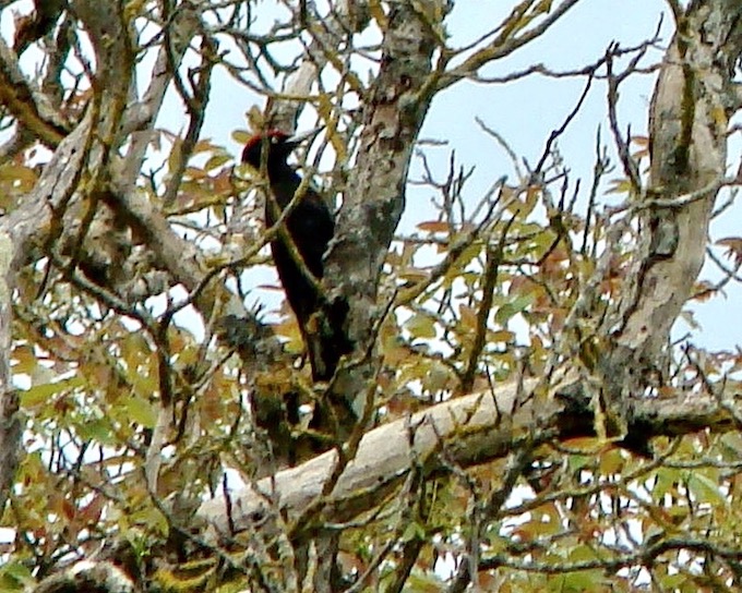 black woodpecker